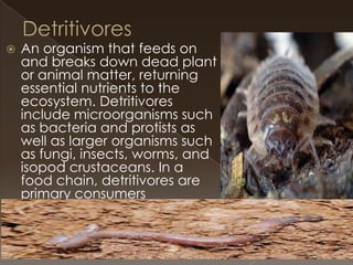 

An organism that feeds on
and breaks down dead plant
or animal matter, returning
essential nutrients to the
ecosystem. Detritivores
include microorganisms such
as bacteria and protists as
well as larger organisms such
as fungi, insects, worms, and
isopod crustaceans. In a
food chain, detritivores are
primary consumers

 