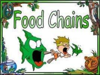 Food chains and food webs