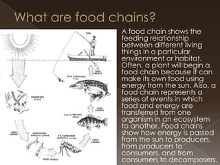 

A food chain shows the
feeding relationship
between different living
things in a particular
environment or habitat.
Often, a plant will begin a
food chain because it can
make its own food using
energy from the sun. Also, a
food chain represents a
series of events in which
food and energy are
transferred from one
organism in an ecosystem
to another. Food chains
show how energy is passed
from the sun to producers,
from producers to
consumers, and from
consumers to decomposers.

 