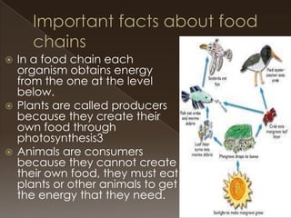 In a food chain each
organism obtains energy
from the one at the level
below.
 Plants are called producers
because they create their
own food through
photosynthesis3
 Animals are consumers
because they cannot create
their own food, they must eat
plants or other animals to get
the energy that they need.


 
