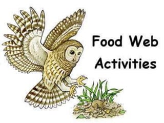 Food chains and food webs