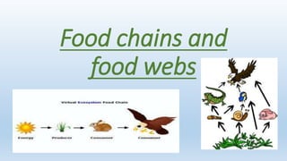Food chains and
food webs
 