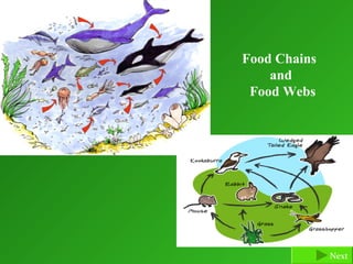 Food Chains
    and
 Food Webs




              Next
 