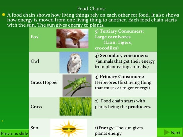 food chains and food webs final food chains i
