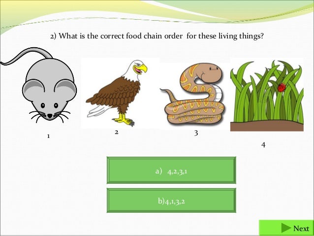 Food Chains And Food Webs Final