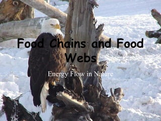 Food Chains and Food
Webs
Energy Flow in Nature
 