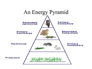 An Energy Pyramid
 