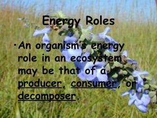 Energy Roles
•An organism’s energy
role in an ecosystem
may be that of a
producer, consumer, or
decomposer.
 
