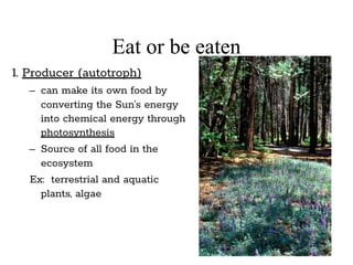 Eat or be eaten
1. Producer (autotroph)
– can make its own food by
converting the Sun’s energy
into chemical energy through
photosynthesis
– Source of all food in the
ecosystem
Ex: terrestrial and aquatic
plants, algae
 