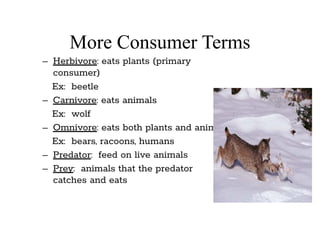 More Consumer Terms
– Herbivore: eats plants (primary
consumer)
Ex: beetle
– Carnivore: eats animals
Ex: wolf
– Omnivore: eats both plants and animals
Ex: bears, racoons, humans
– Predator: feed on live animals
– Prey: animals that the predator
catches and eats
 