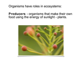 Organisms have roles in ecosystems: 
Producers - organisms that make their own food 
using the energy of sunlight - plants. 
www.hgoadventure.com 
 