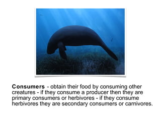 Consumers - obtain their food by consuming other 
creatures - if they consume a producer then they are 
primary consumers or herbivores - if they consume 
herbivores they are secondary consumers or 
carnivores. 
 