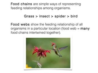 Food chains are simple ways of representing 
feeding relationships among organisms. 
Grass > insect > spider > bird 
Food webs show the feeding relationship of all 
organisms in a particular location (food web = many 
food chains intertwined together). 
 