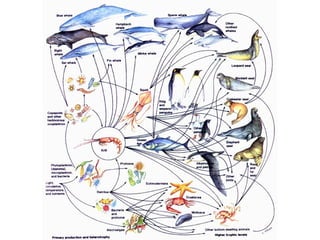 Food Chains and Webs