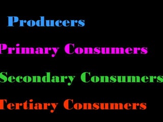 Producers
Primary Consumers
Secondary Consumers
Tertiary Consumers
 