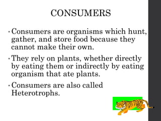 FoodChains CSEC PowerPoint Presentation for students | PPTX
