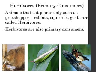 FoodChains CSEC PowerPoint Presentation for students | PPTX