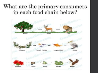 FoodChains CSEC PowerPoint Presentation for students | PPTX