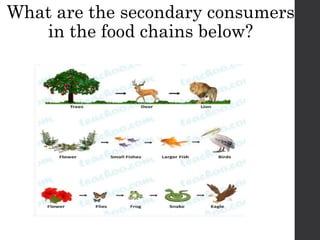 FoodChains CSEC PowerPoint Presentation for students | PPTX