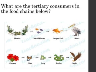 FoodChains CSEC PowerPoint Presentation for students | PPTX