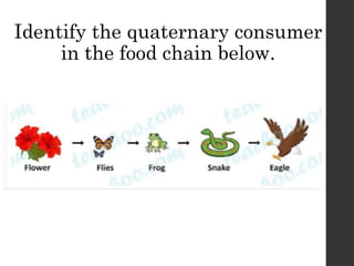 FoodChains CSEC PowerPoint Presentation for students | PPTX