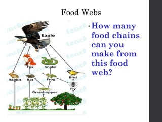 FoodChains CSEC PowerPoint Presentation for students | PPTX