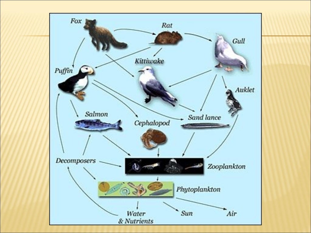 Marine food Chain. Marine food web.