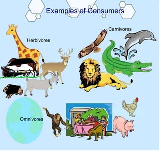 Food chain SMARTboard Lesson - Justine Foster | PPTX