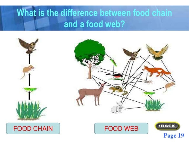 Food chains power point