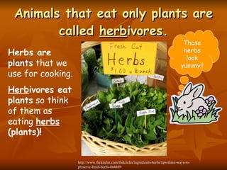 Food chains ppt for ncvps | PPT