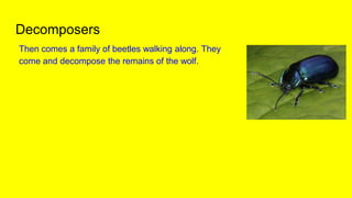 Food chain story Biology Diagrams