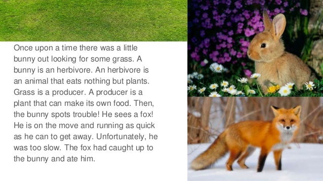 Food chain story! Biology Diagrams