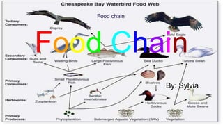 Food Chain
By: Sylvia
Food chain
 