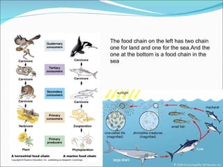 land food chains