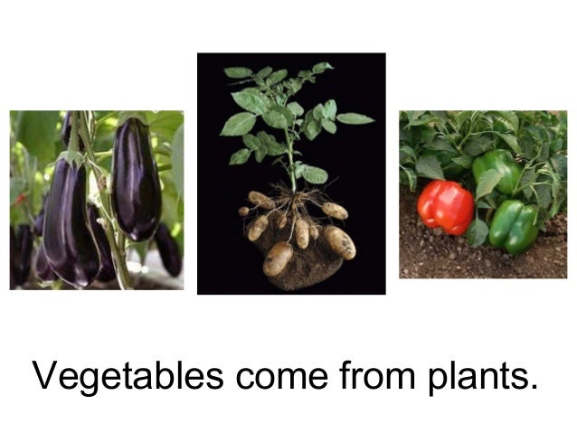 pasta does how come Food from plants animals or comes