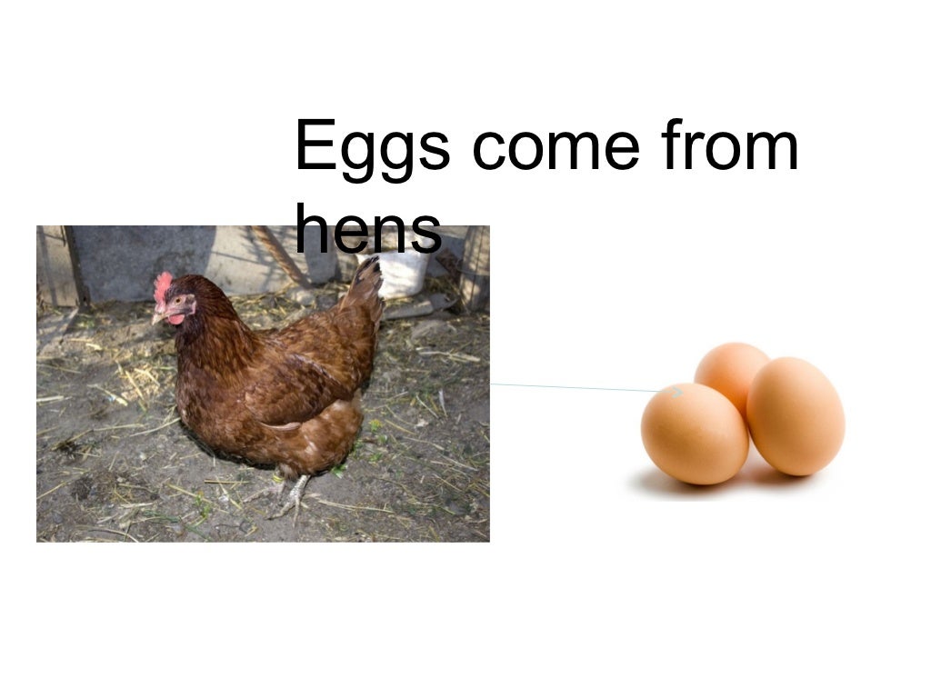 Food comes from plants or animals