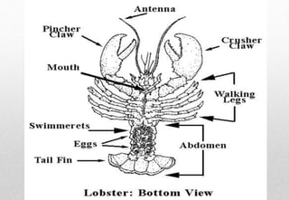 Delhindra /chefqtrainer.blogspot.com
 