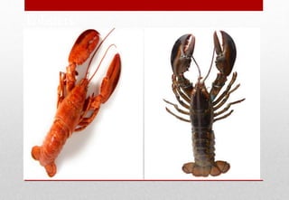 Lobsters
Delhindra /chefqtrainer.blogspot.com
 