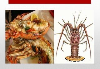 Warm Water Spiny Lobster
Delhindra /chefqtrainer.blogspot.com
 