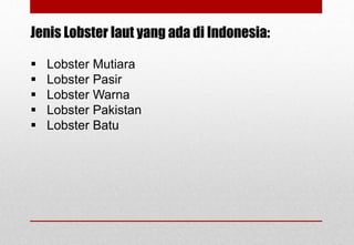 Jenis Lobster laut yang ada di Indonesia:
 Lobster Mutiara
 Lobster Pasir
 Lobster Warna
 Lobster Pakistan
 Lobster Batu
Delhindra /chefqtrainer.blogspot.com
 