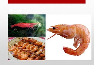 Shrimp
Delhindra /chefqtrainer.blogspot.com
 