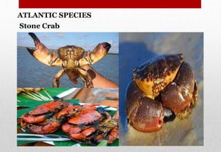 Stone Crab
ATLANTIC SPECIES
Delhindra /chefqtrainer.blogspot.com
 