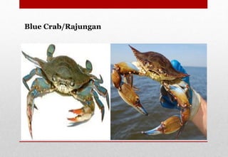 Blue Crab/Rajungan
Delhindra /chefqtrainer.blogspot.com
 