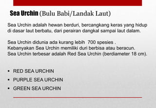 Sea Urchin adalah hewan berduri, bercangkang keras yang hidup
di dasar laut berbatu, dari perairan dangkal sampai laut dalam.
Sea Urchin didunia ada kurang lebih 700 spesies .
Kebanyakan Sea Urchin memiliki duri berbisa atau beracun.
Sea Urchin terbesar adalah Red Sea Urchin (berdiameter 18 cm).
 RED SEA URCHIN
 PURPLE SEA URCHIN
 GREEN SEA URCHIN
Sea Urchin (Bulu Babi/Landak Laut)
Delhindra /chefqtrainer.blogspot.com
 