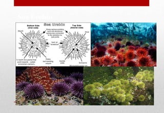 Sea Urchin
Delhindra /chefqtrainer.blogspot.com
 