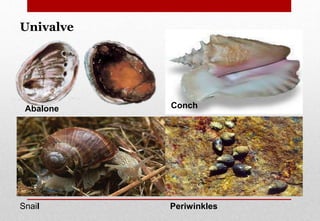Periwinkles
ConchAbalone
Snail
Univalve
Delhindra /chefqtrainer.blogspot.com
 