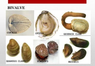 BIVALVE
Delhindra /chefqtrainer.blogspot.com
 
