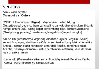 SPECIES
Ada 2 Jenis Oyster:
Crassostrea , Ostrea
PACIFIC (Crassostrea Gigas) -. Japanesse Oyster (Miyagi
Oyster)berasal Jepang, tiram yang paling banyak dikembangkan di dunia
hampir umum 90%, paling cepat berkembang biak, bentuknya oblong
(Oval persegi panjang) dan bercangkang dalam(seperti cangkir)
ATLANTIC (Crassostrea virginica), Amarican Oyster, Virginia Oyster(
seperti Malpeque, Wellfleets ) 85% persen berkembang biak di Amerika
Serikat , bercangkang sedit lebih datar dari Pacific, berbentuk bulat,
Atlantic, biasanya diproduksi untuk pembuatan makanan, saus dll, tidak
juga di sajikan fresh.
Kumamoto (Crassostrea sikamea) - dibudidayakan di Perairan Pacific ,
"Kumos" pertumbuhannya sangat lambat.Delhindra /chefqtrainer.blogspot.com
 