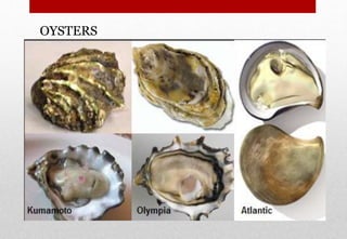 OYSTERS
Delhindra /chefqtrainer.blogspot.com
 