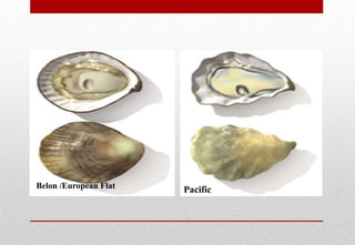 Belon /European Flat Pacific
Delhindra /chefqtrainer.blogspot.com
 